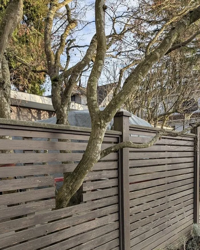 Tree growing through a wooden fence, creating a unique and random visual in a backyard setting.