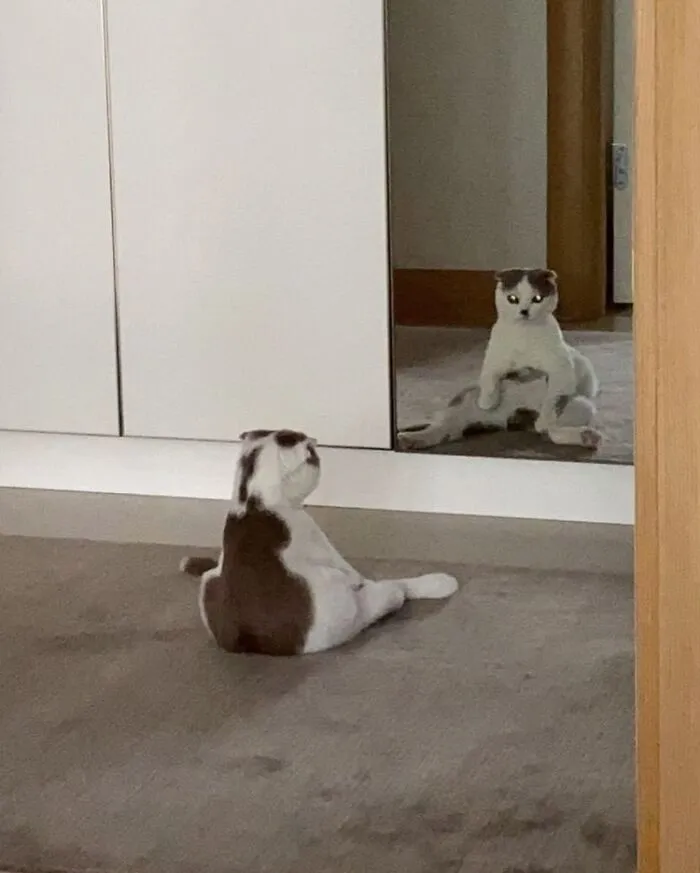 Cat sitting and looking at its reflection in a mirror, creating a random and cool visual moment.