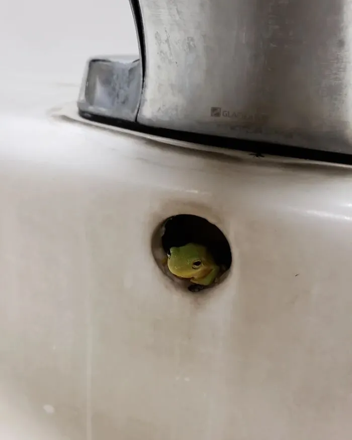Frogs Can Sometimes Enter Through The Sink, Often Seeking Moisture, Shelter, Or A Warm Hiding Spot