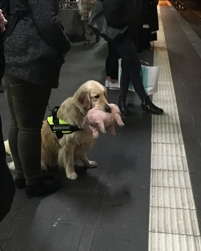 A Service Dog With A Plushie
