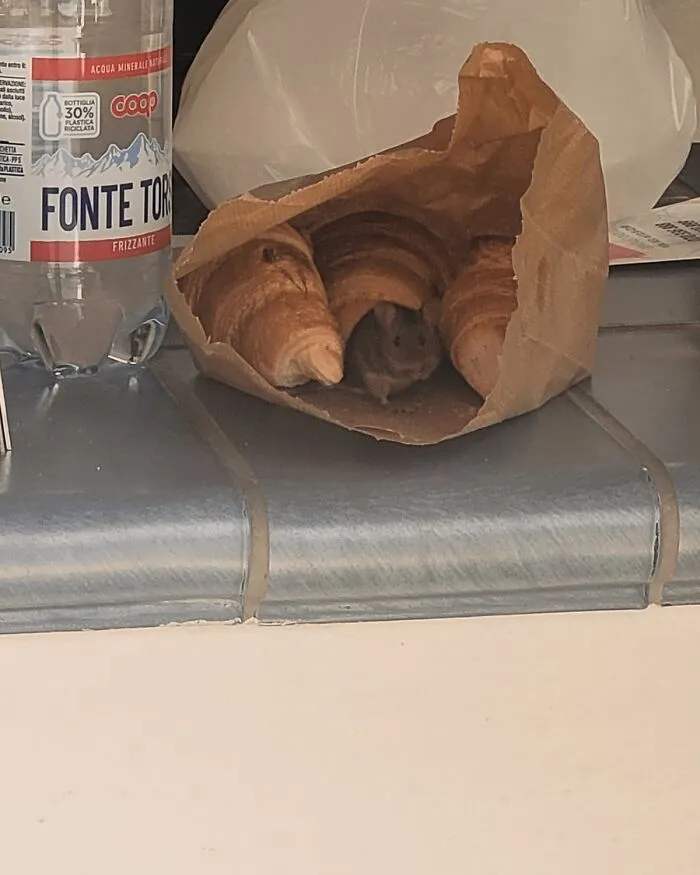 A mouse peeks out from a paper bag with croissants next to a bottle on a kitchen counter, adding a sprinkle of joy.