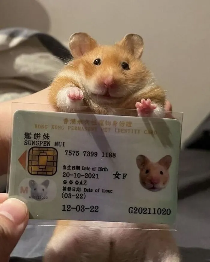 Animals With Custom Identity Cards
