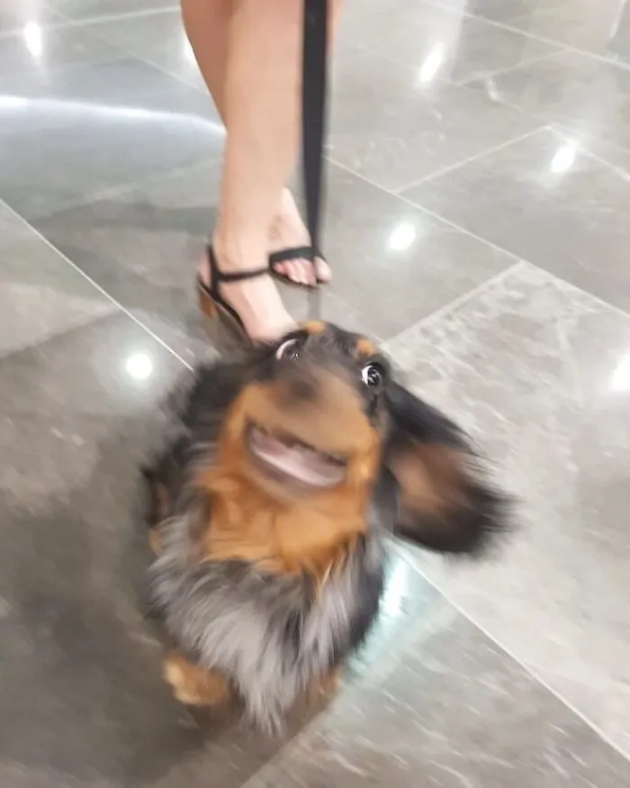 Happy dachshund joyfully wagging its tail indoors next to a pair of legs in sandals.