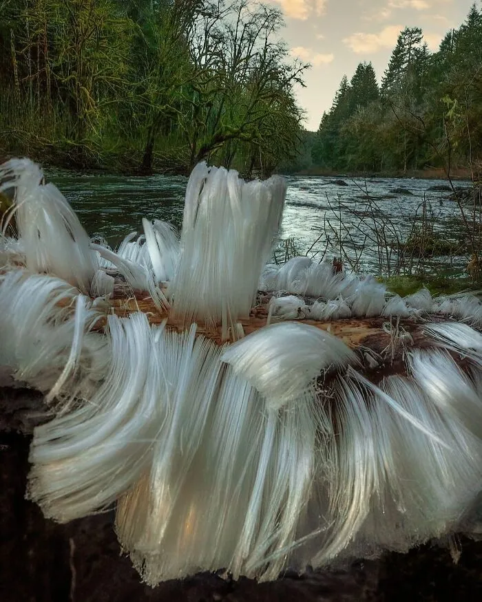 This Is Hair Ice, A Rare Phenomenon That Forms On Decaying Wood When Freezing Temperatures, High Humidity, And A Specific Fungus Align Perfectly