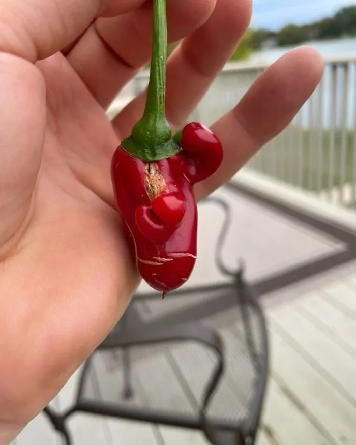 A hand holding a small red pepper with a unique shape, evoking joy and randomness.