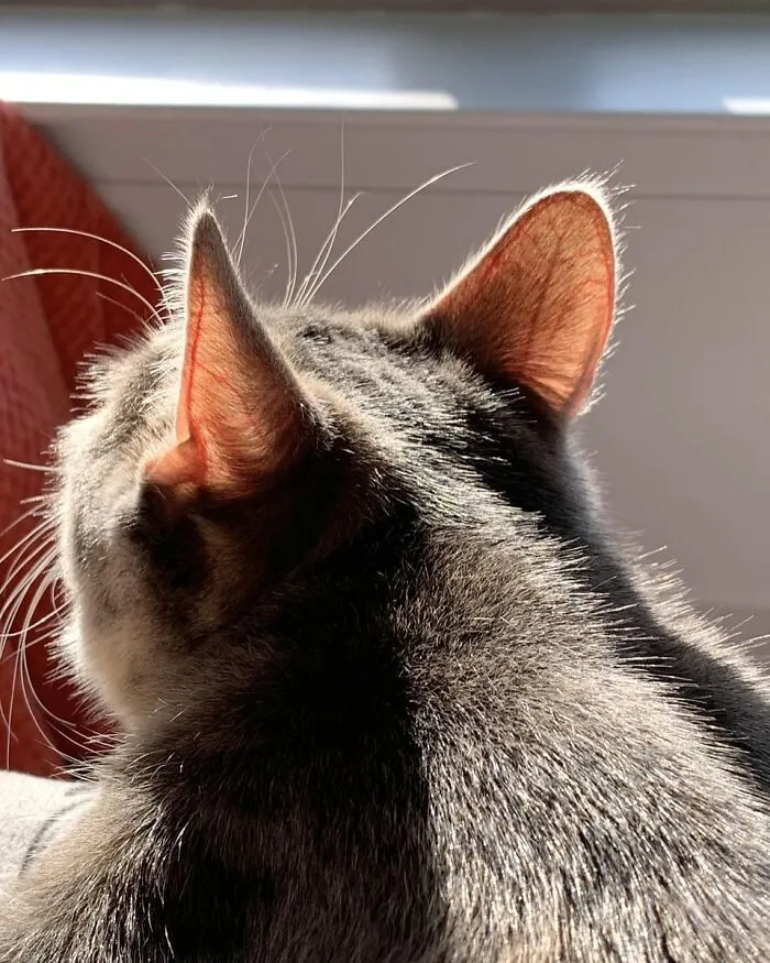 Cat Ears Glowing In Sunlight