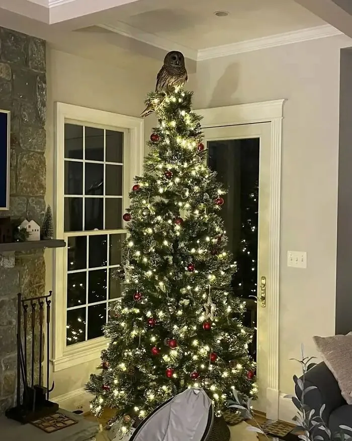 An Owl Came Down The Chimney And Settled On Top Of The Christmas Tree