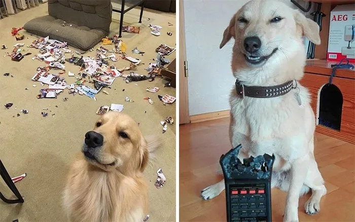 Dogs & Destruction