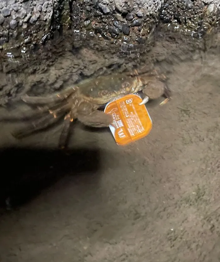 Crab holding an orange sauce packet, adding a cool and random touch to the scene.