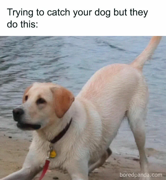 50 Random And Relatable Memes That Might Make You Laugh (New Pics)