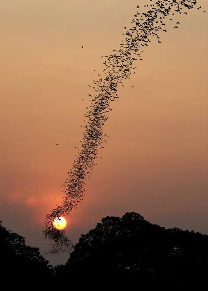 Una enorme colonia de murciélagos en vuelo al atardecer