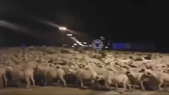 Sheep Run Loose In Spain After Their Shepherds Fall Asleep On The Job