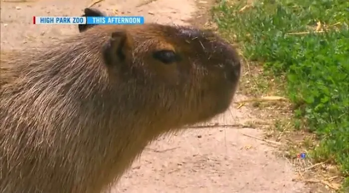 Capybaras Run Away To Toronto