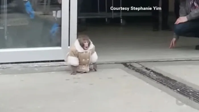A Monkey Drops By IKEA