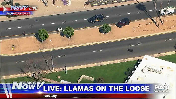 Two Llamas Go On The Run