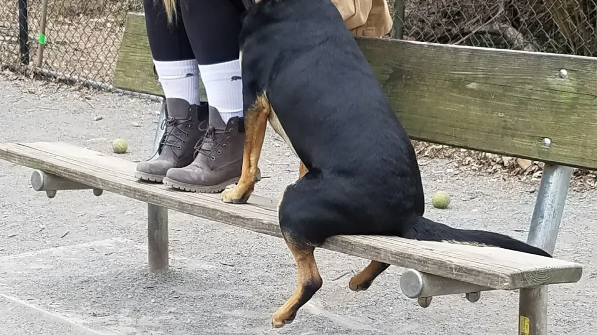 50 People Who Don’t Know What’s Wrong With Their Dogs But Love Them Nonetheless (New Pics)