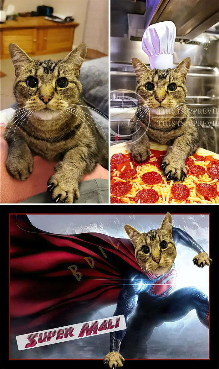 We Had To Put The Family Cat To Sleep Today And My Young Son Would Like Something To Remember Him By. Can Someone Make A Light Hearted Cool Photo Of Our Cat Mali?