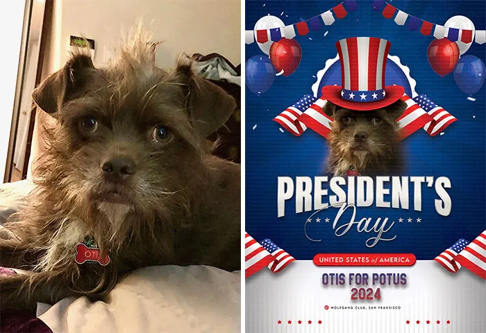 My Dog Otis, Is Running For President In 2024. I Think He Stands A Decent Chance! So Far, I've Come Up With Otis For Potus 2024