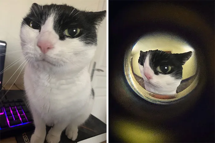 Can Someone Make Something Funny With My Cat ?