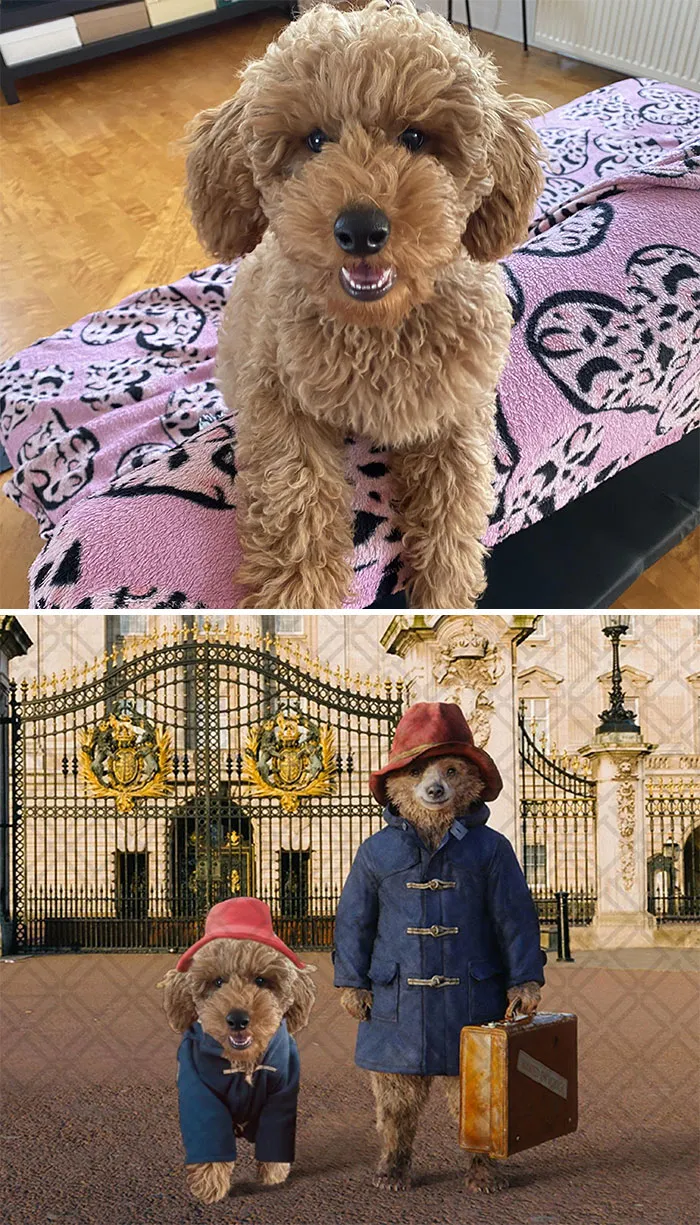 Please Put My Puppy In A Paddington Outfit In A Different More Fitting Background
