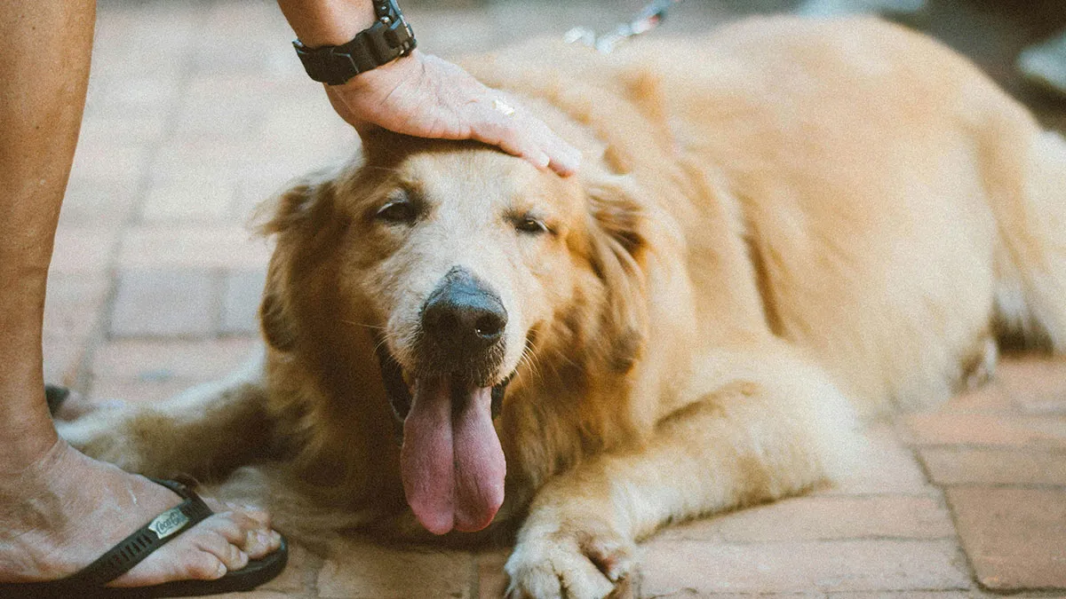 Person Feels Marriage Crumbling To Pieces After Spouse Abandons Their Dog, Seeks Advice Online
