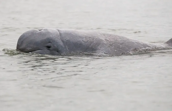Irrawaddy Dolphin