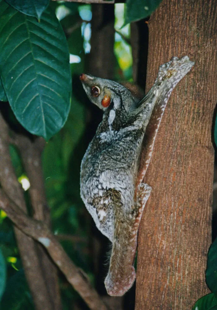 Sunda Colugo
