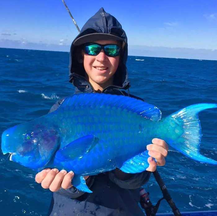 Blue Parrotfish