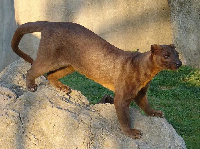 Fossa