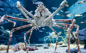 59 Unusual Animals On Earth That You Probably Don't Know Of