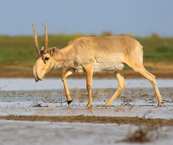Saiga Antelope