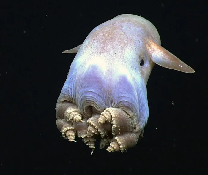 Dumbo Octopus