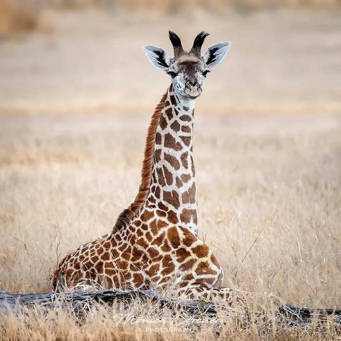 30 Captivating Wildlife Photos That Showcase Nature’s Raw Beauty By Mónica L. Corcuera