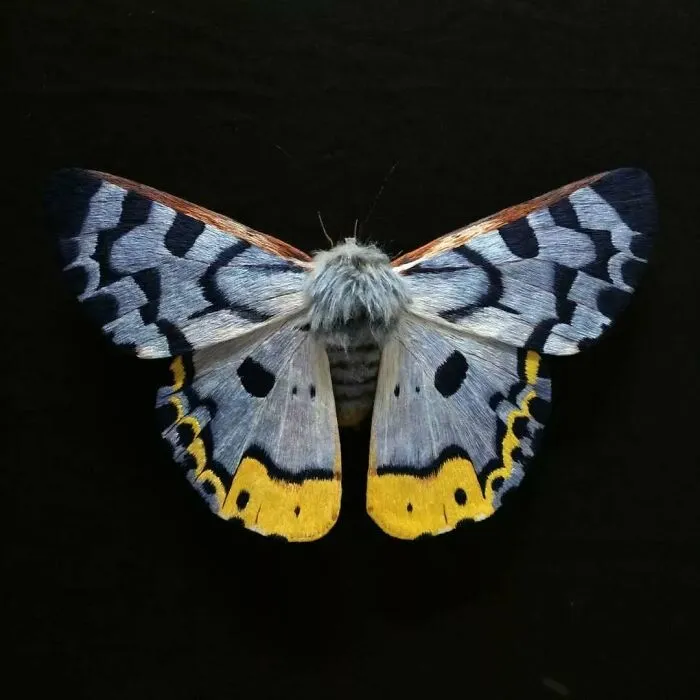 43 Incredible Hand-Sized Moths And Butterflies Made Out Of Fibers By Yumi Okita