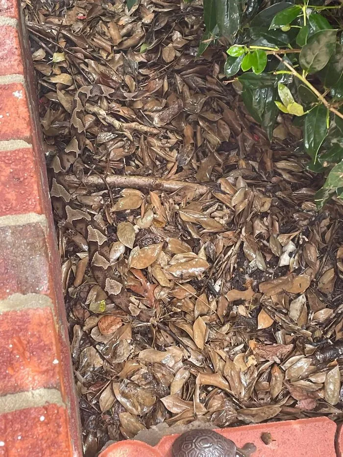 Camouflaged wildlife blending in with dry leaves in a natural outdoor setting showing funny wildlife moments.
