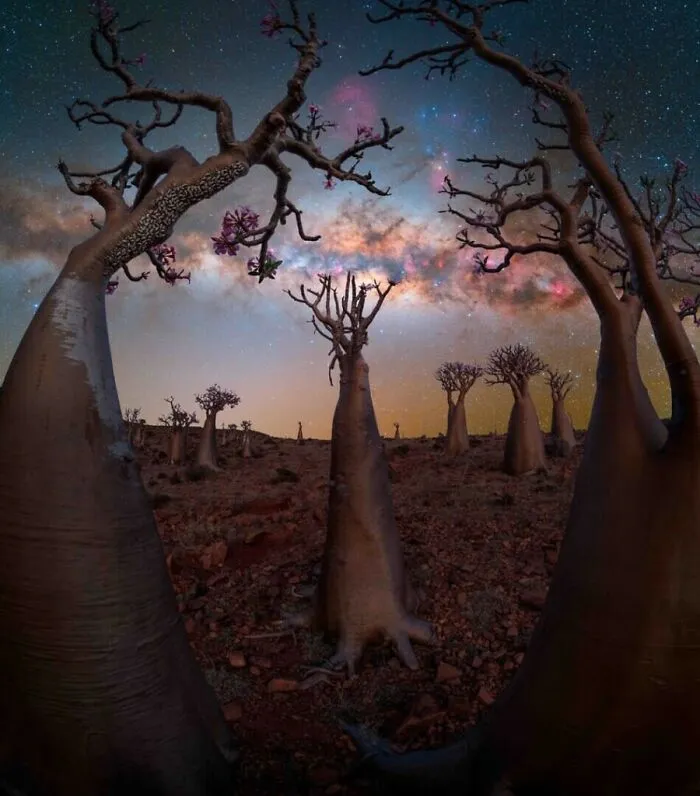 “Bottle Tree Paradise” By Benjamin Barakat