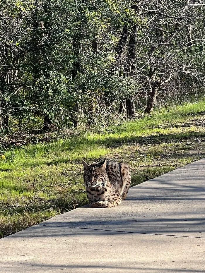 Is It C**p? No. Did I Almost C**p Myself As I Tried Walking Passed Him With Him Bike? Yes