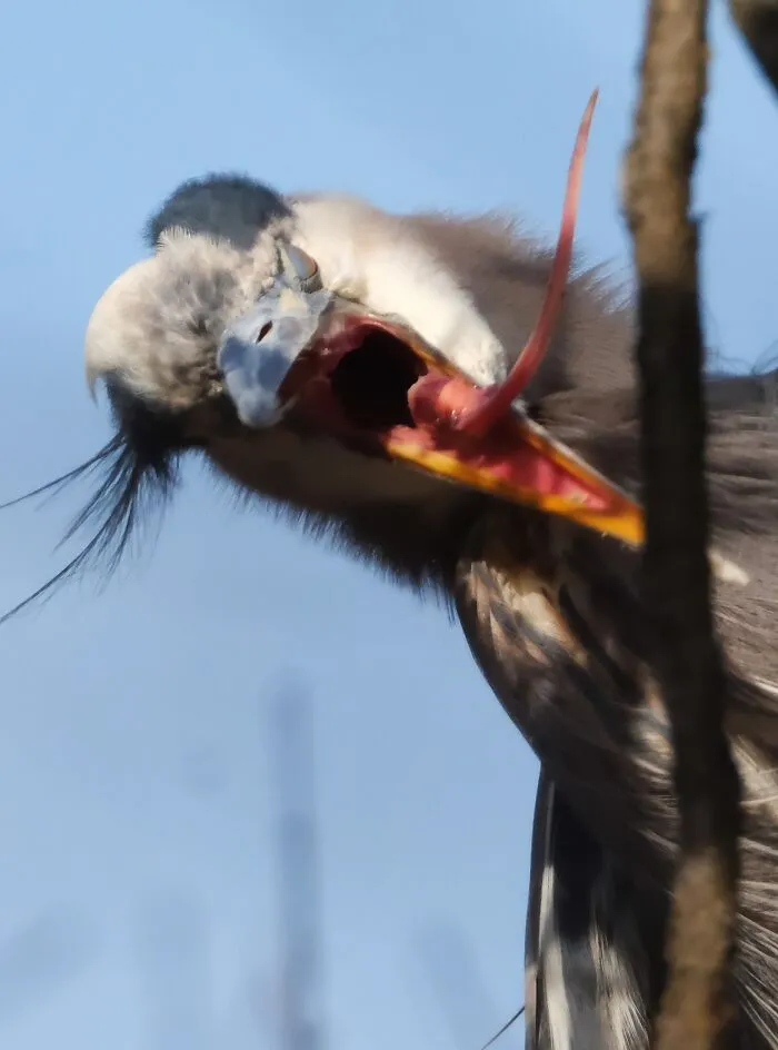 Close-up of a wild bird with its long tongue sticking out in a hilarious wildlife moment outdoors.