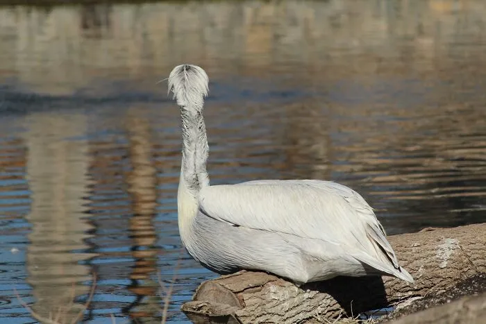 A white bird with ruffled feathers covering its face, sitting on a log by a calm wildlife water body.