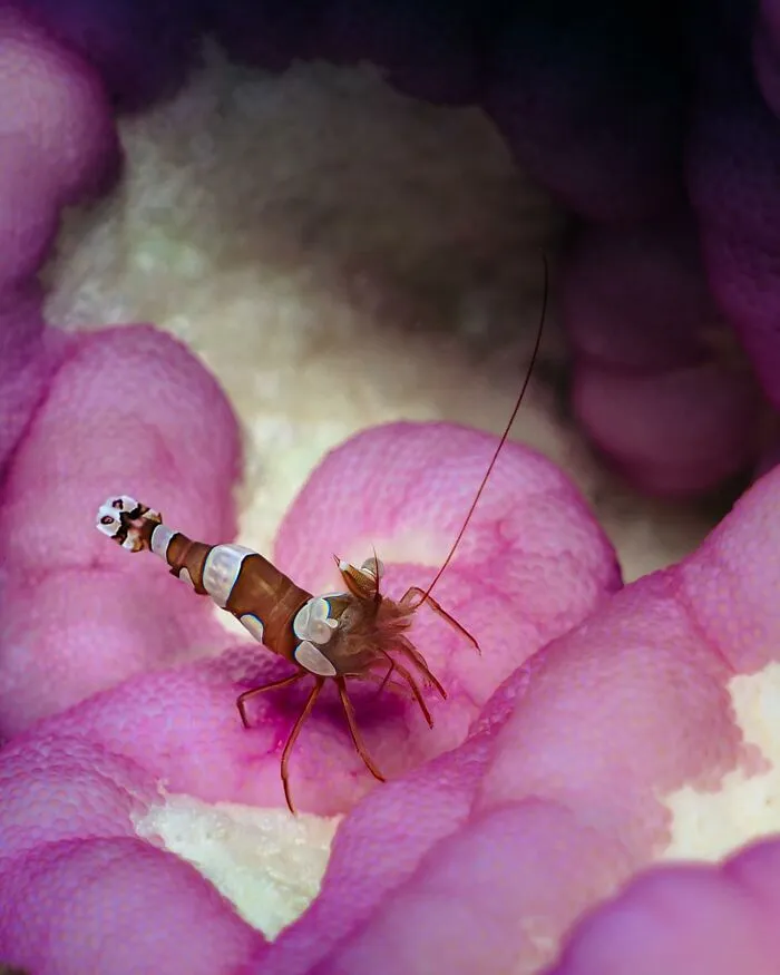 Photographer Captures Breathtaking Underwater Scenes (30 Pics)