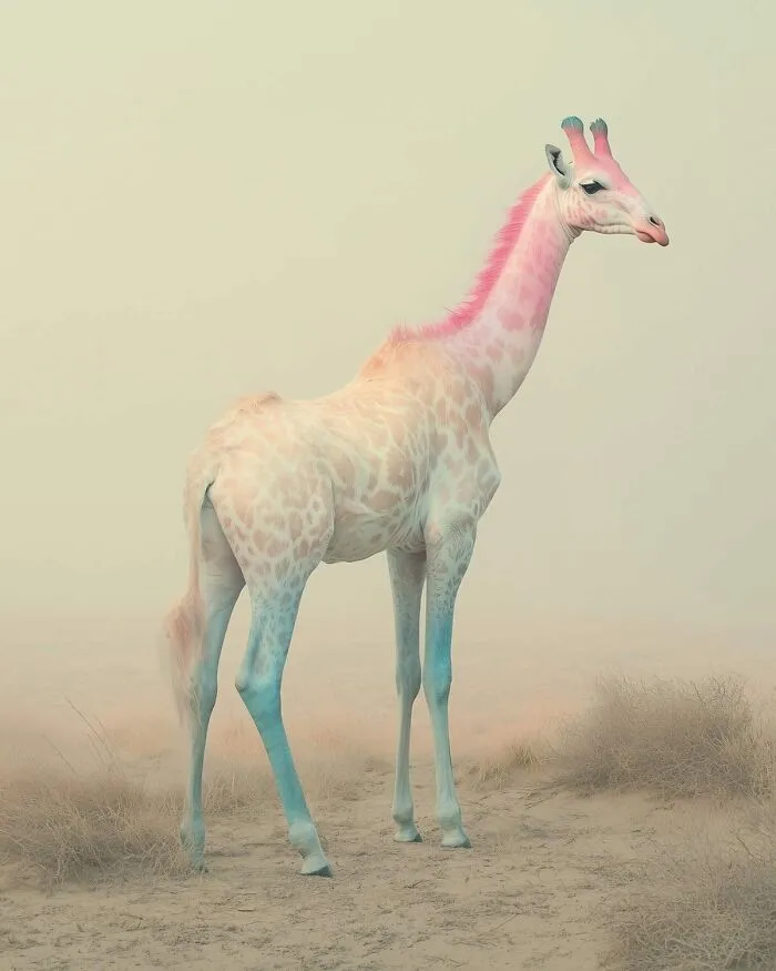 "Giraffe" From "Biophilia", 2024