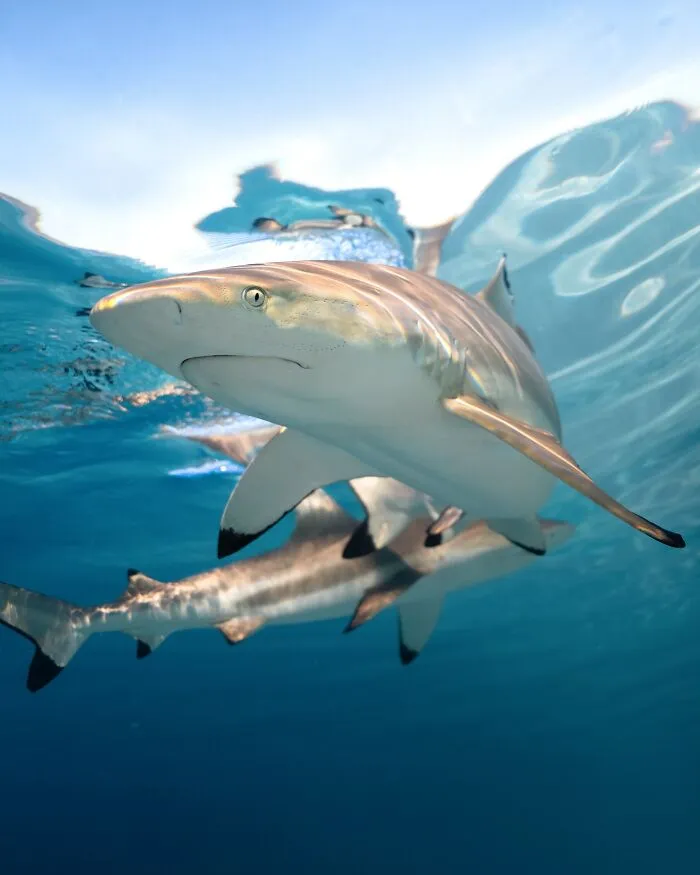 Photographer Captures Breathtaking Underwater Scenes (30 Pics)