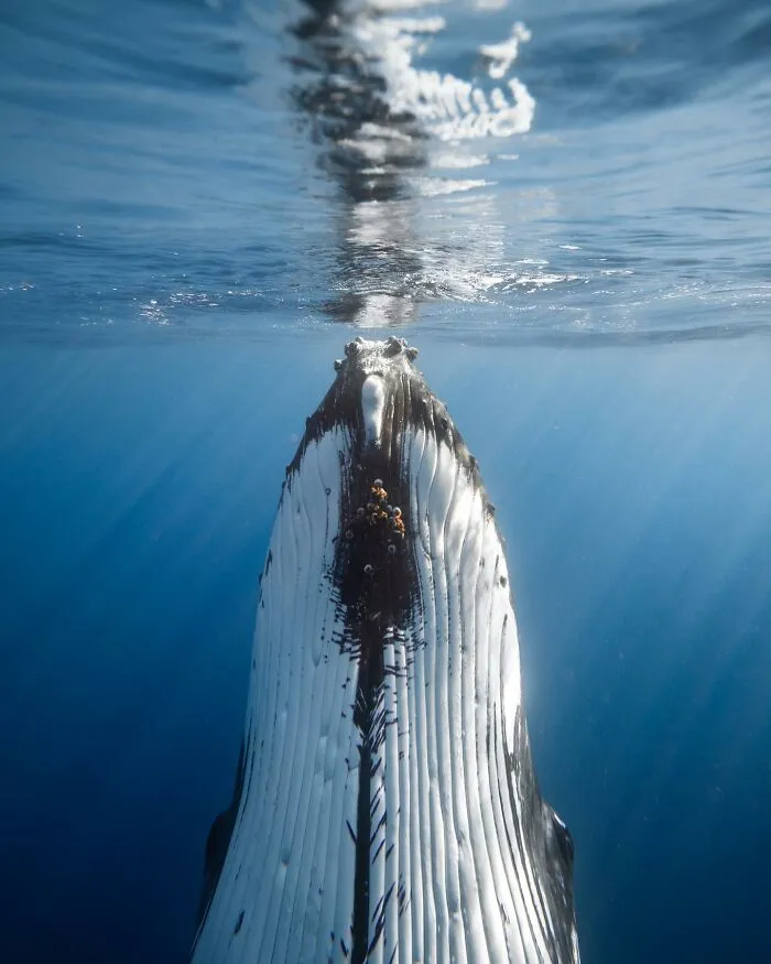 Photographer Captures Breathtaking Underwater Scenes (30 Pics)
