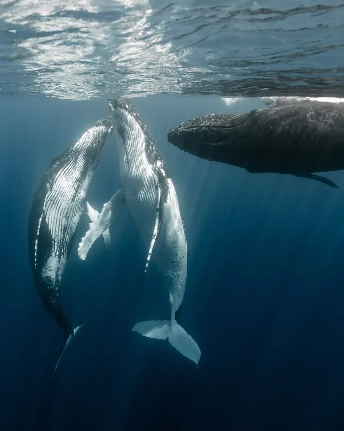 Photographer Captures Breathtaking Underwater Scenes (30 Pics)