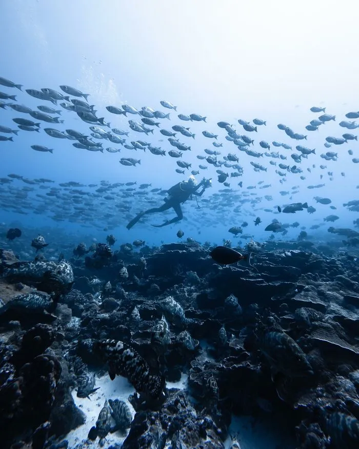Photographer Captures Breathtaking Underwater Scenes (30 Pics)