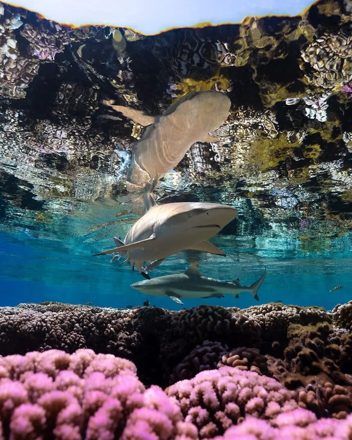 Photographer Captures Breathtaking Underwater Scenes (30 Pics)