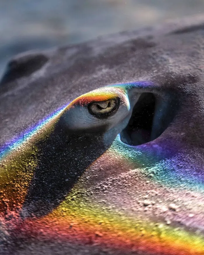 Photographer Captures Breathtaking Underwater Scenes (30 Pics)