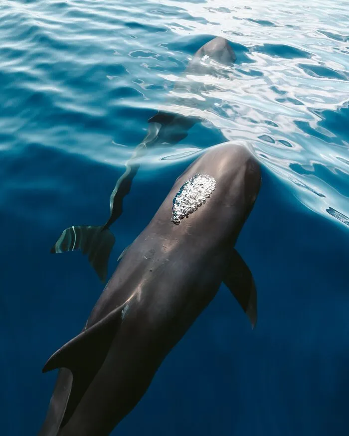 Photographer Captures Breathtaking Underwater Scenes (30 Pics)