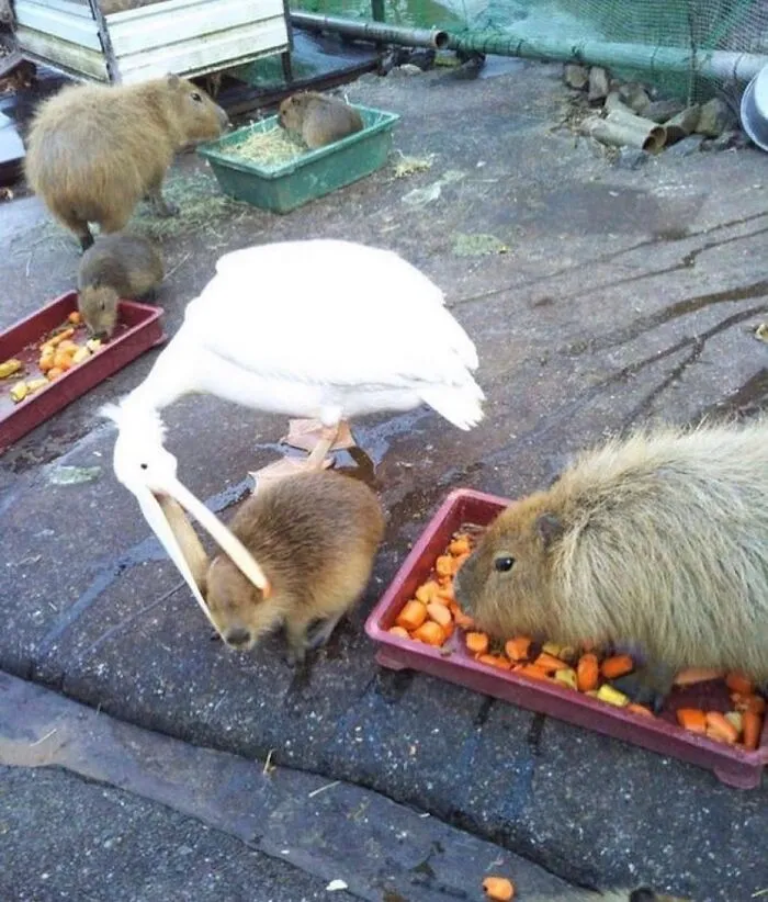 “Disturbing Zone”: 50 Pics From This Instagram Page That’s Dedicated To Sharing Weird Things