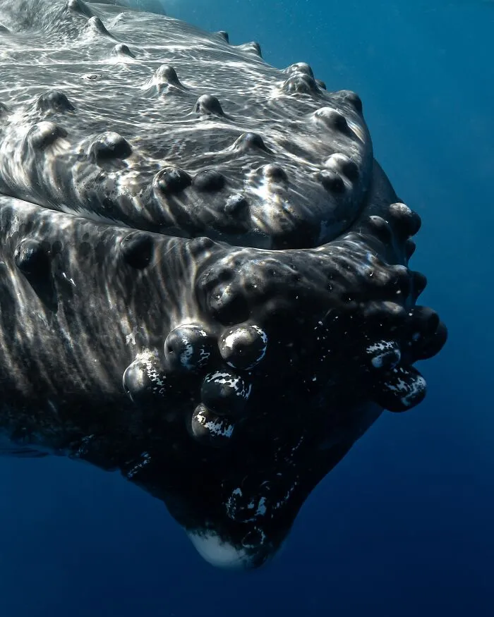 Photographer Captures Breathtaking Underwater Scenes (30 Pics)